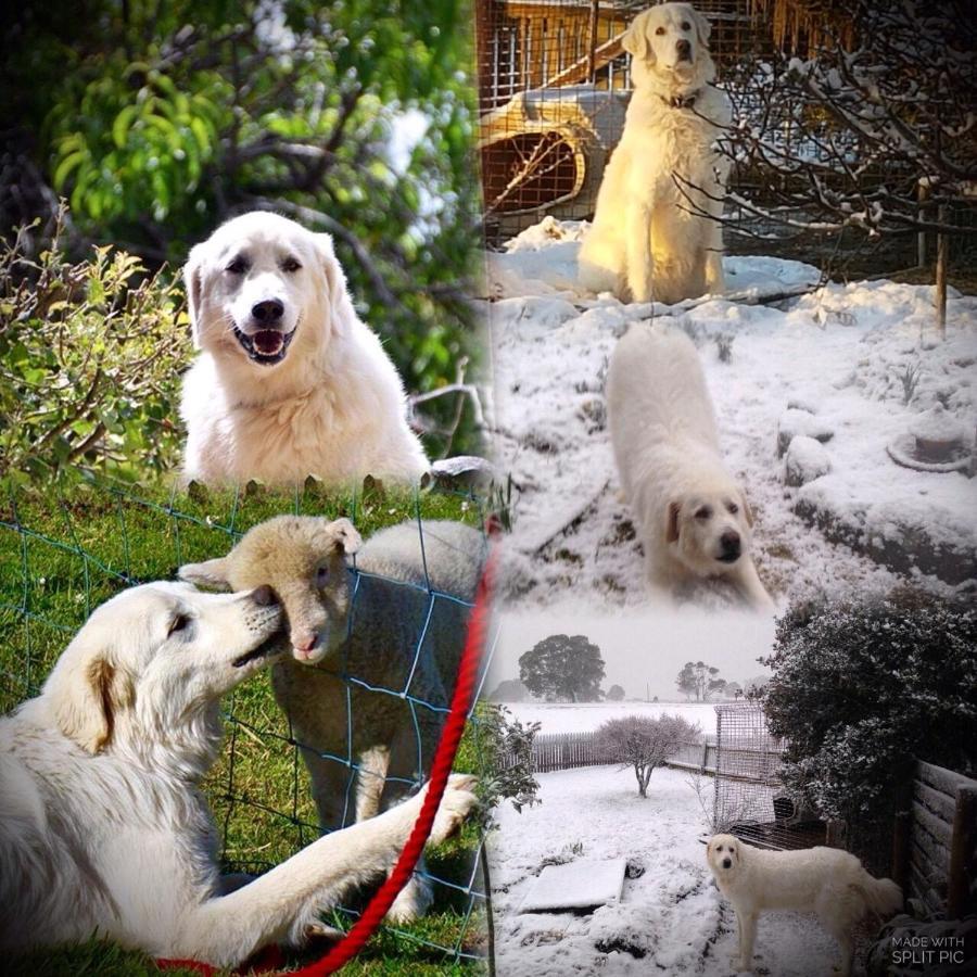 Buttons Cottage In Natures Paradise Nietta ภายนอก รูปภาพ